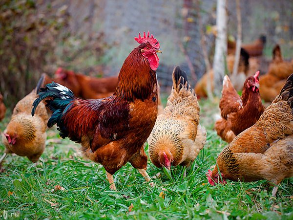 Породы куриц | ЗооТом - продажа, вязка и услуги для животных в Свободном