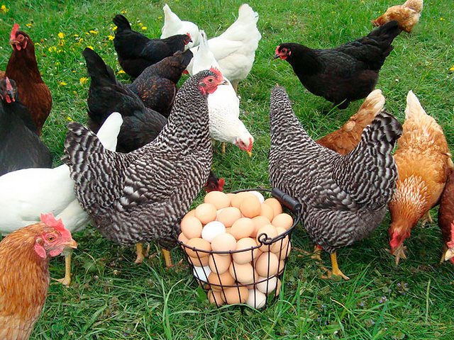 Содержание кур и уход за ними | ЗооТом - продажа, вязка и услуги для животных в Свободном