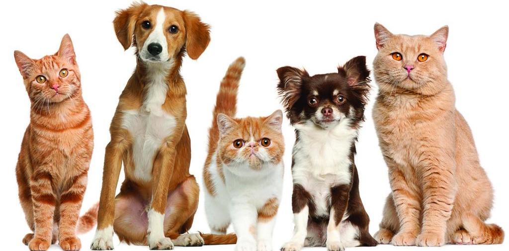 Доска объявлений о животных | ЗооТом - продажа, вязка и услуги для животных в Свободном