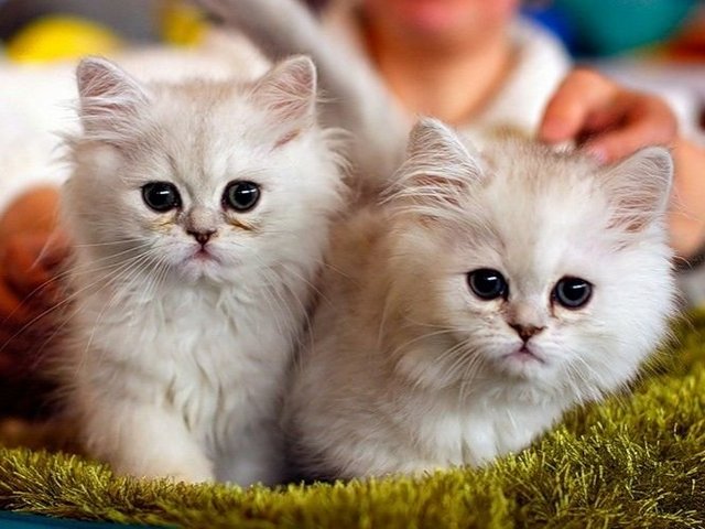 Породы кошек в Свободном | ЗооТом портал о животных