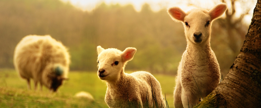 Объявления о сельскохозяйственных животных | ЗооТом - продажа, вязка и услуги для животных в Свободном