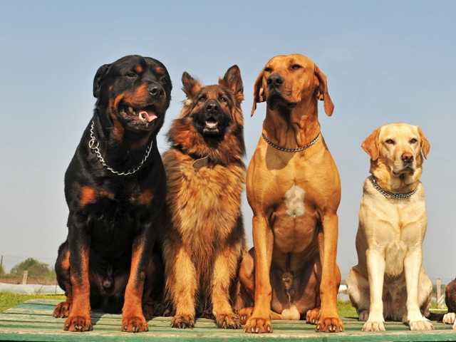 Крупные породы собак в Свободном | ЗооТом портал о животных