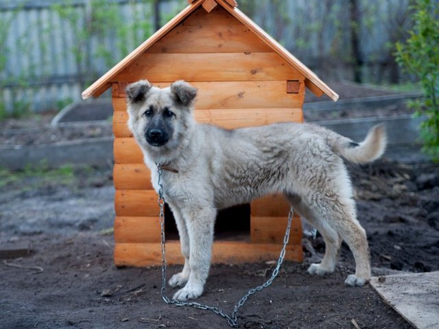 Все о собаках в Свободном